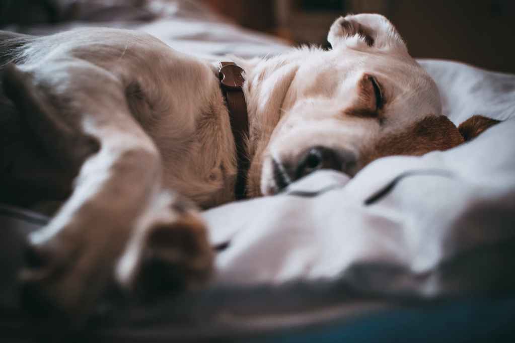 close up photo of sleeping dog
