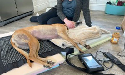 Model-Myrtle-With-Canine-Arthritis